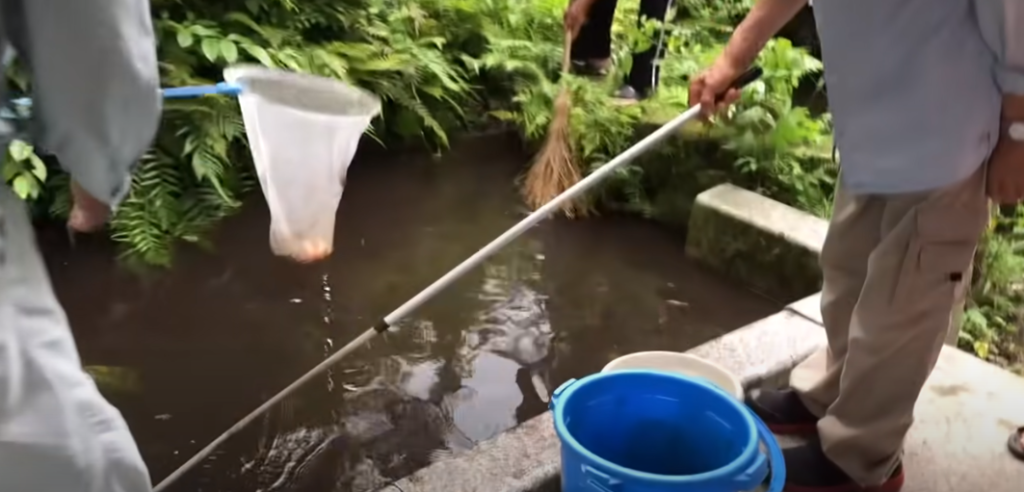 神社の池に金魚が捨てられる