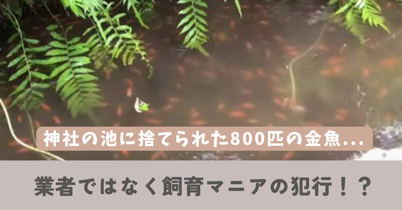 神社　金魚　捨てられる